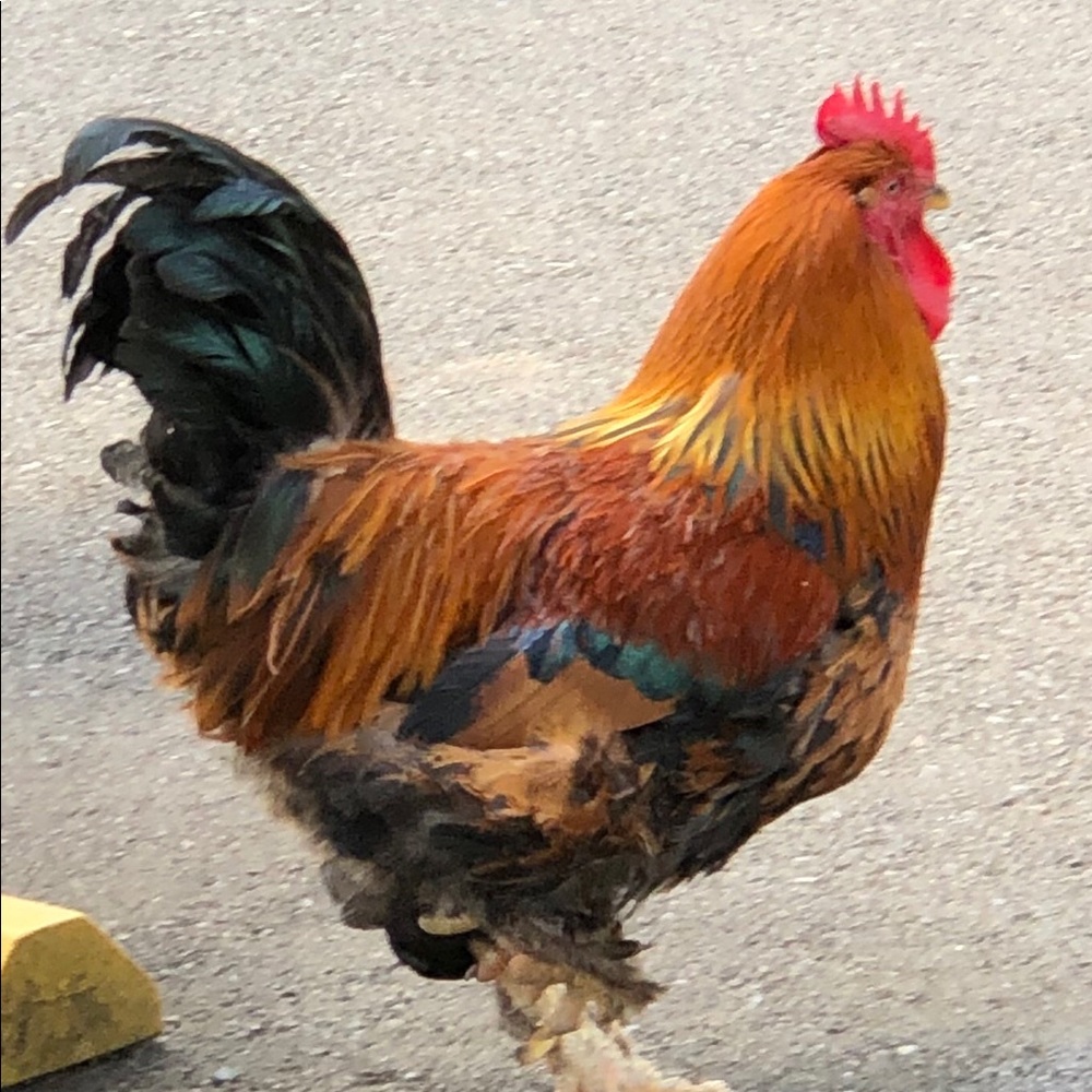 Meet your Posher, Barbara